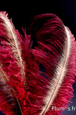 Strauß mit goldenem Federkiel – 30-40 cm – naturgrau-bordeaux  